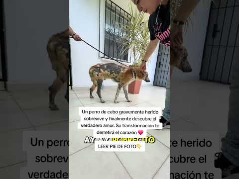 LEE LA DESCRIPCIÓN👇🏻