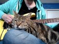 The cat who loves Nirvana 