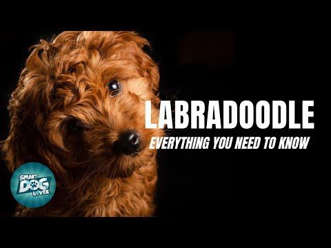 Labradoodle Dog Breed Guide | Dogs 101 - Labradoodle