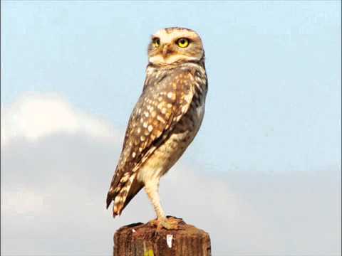 Jayme Caetano Braun - Coruja do Campo