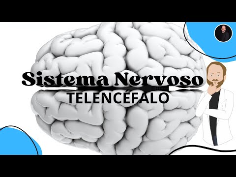 TELENCÉFALO - Cérebro, hemisférios cerebrais, áreas corticais e funções corticais de cada lobo