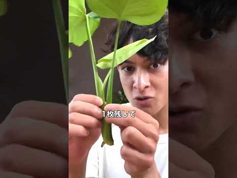 ベランダで芳香植物を育てるには？いつ植えるのか、そしてどのように管理するのか？  庭園