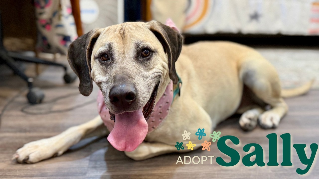 Enlarge Sally Front Porch Breeze, a Adoptable mixed breed in Austin, TX video 6/6