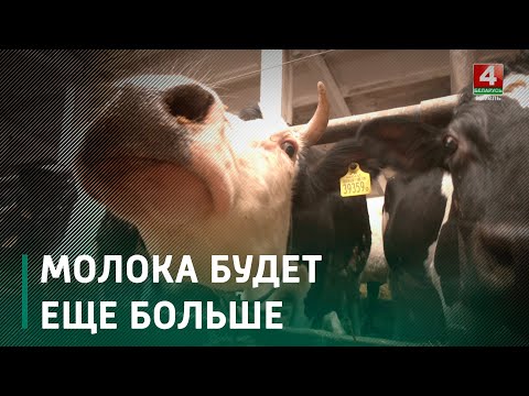 На Гомельщине в 2023 году будет построено 10 новых молочно-товарных комплексов видео