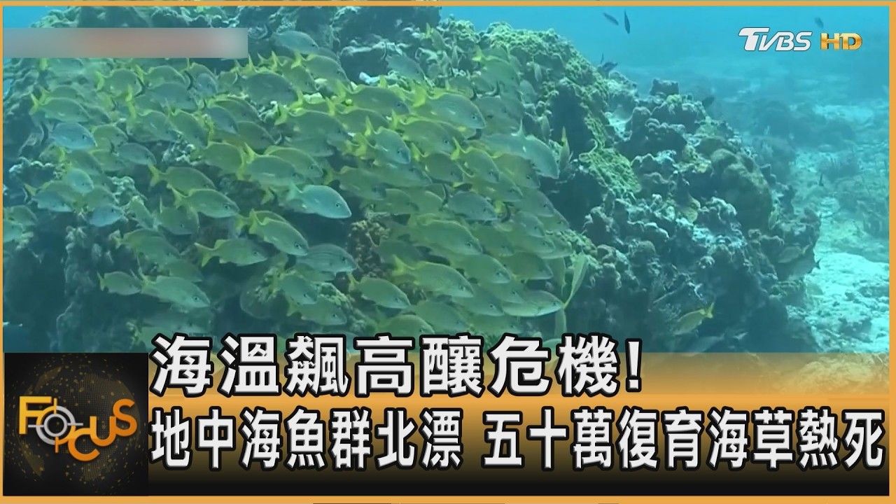 FOCUS全球新聞/海溫飆高釀危機!地中海魚群北漂 五十萬復育海草熱死