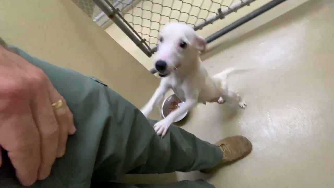 Pogo, an adopted Jack Russell Terrier in Monroe, GA video 2/2