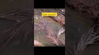 Download lagu cukup makan setahun? #haruan #ikanharuan #ikan #fyp #viral #topviews #awesome mp3