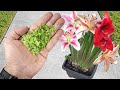 Do Not Exaggerate Just A Little Will Make The Flowering And Growth Of All Plants