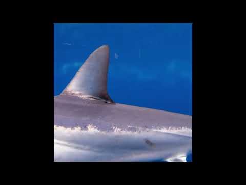 Sharks : Scavengers of the Seas (Part - 2)
