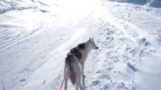 preview picture of video 'Ski-chien 73: montée au Grand St-Bernard contre le vent!'