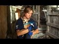 Mississippi Puppy Mill a Living Horror 