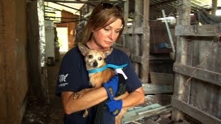 Mississippi Puppy Mill a Living Horror