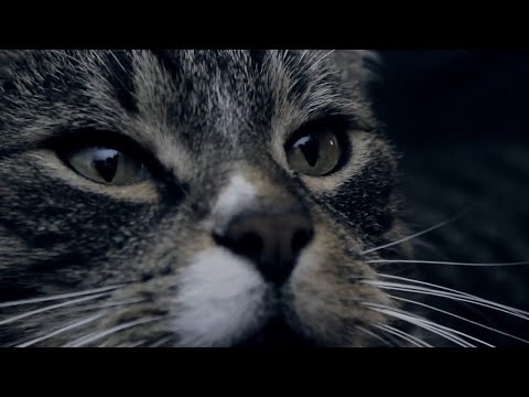 HOW DO CATS HEAR IT? (HQ AUDIO)