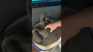 Um café com gatinhos pra acariciar!