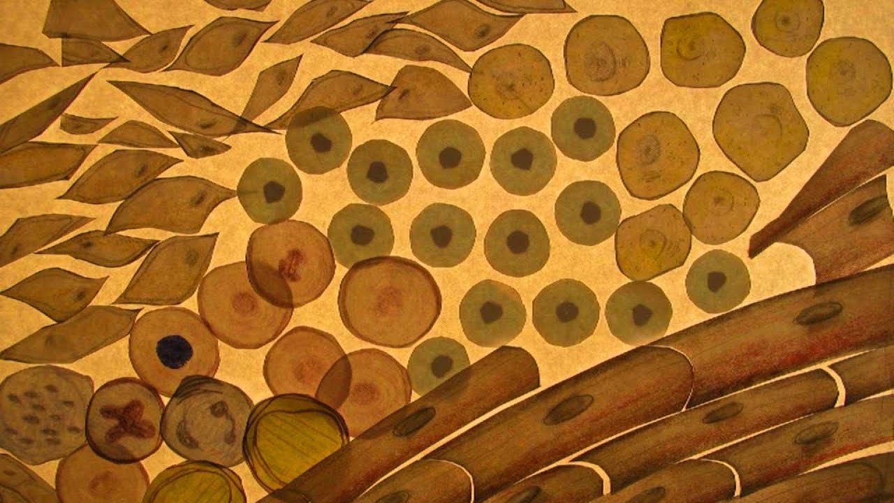 STEM CELL REVOLUTIONS Official Trailer