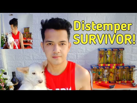 HOW TO SURVIVE TO CANINE DISTEMPER VIRUS | EK Villanueva #vlog29