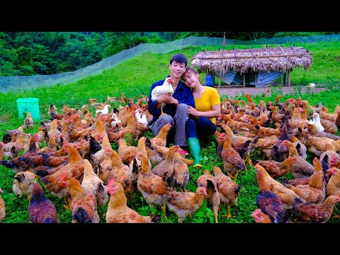 Building a life off the grid EP.71 | Gardening vegetables, taking care of 500 chickens