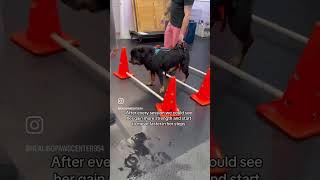 Sasha’s Story: Surviving FCE  #dogrehabilitation #holisticvet #dog