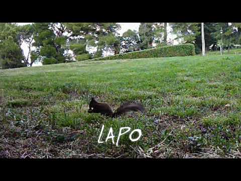 Video Friends Scornello