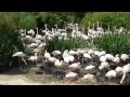 San Diego Wild Animal Park Flamingos