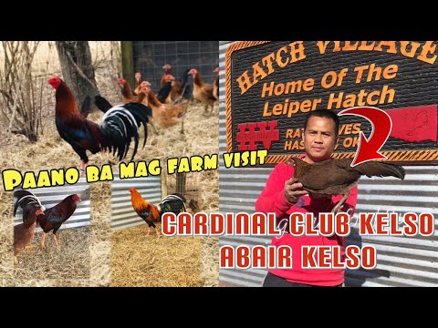 Mga Abair at Cardinal Kelso/Hatch ni David at Keith Graves ang Gaganda  nila 😳