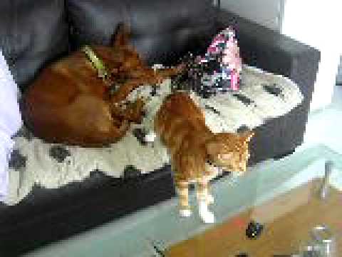 AsadtheCat and his Pharaohound Rashid.MOV