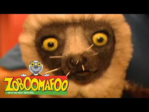 Zoboomafoo 118 - Feeling Good (Full Episode)