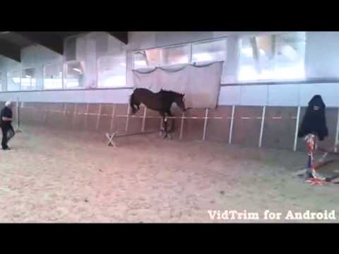 Holsteiner Stute v. Quintero