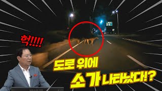 농촌·시골길 사고 예방 캠페인 - 제3편 시골길에 소가 나타났다 | 농림축산식품부 x 한문철TV