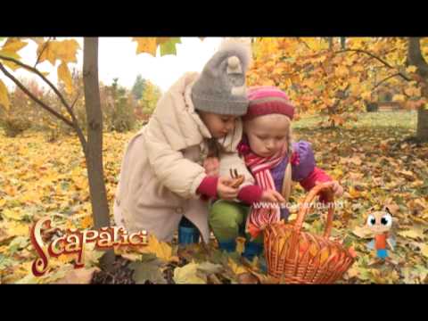 Lollipops -  Ciupercuta