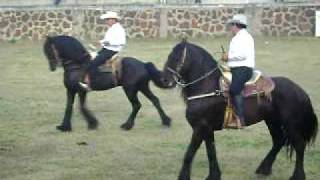 preview picture of video 'El Condor y El Presumido de Rancho La Esperanza en El Fresnito Jal.'
