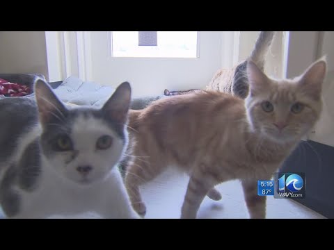50 cats dead after virus spreads through shelter