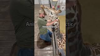 Animals Chiropractic #fyp #foryou #animals #pethospital #fypシ