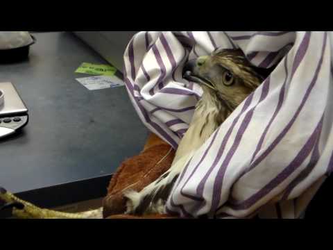 Red-Tailed Hawk Hand Feeding