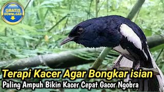 Download lagu TERAPI BURUNG KACER AGAR BONGKAR ISIAN mp3