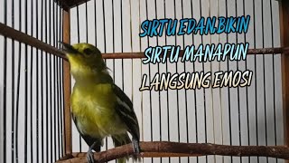 Download lagu EDAN!!..SIRTU GACOR GAK ADA OBAT,BIKIN SIRTU MANAPUN CEPAT IKUT EMOSI mp3
