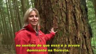 A comunicação entre as árvores