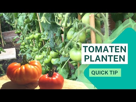 , title : 'TOMATEN PLANTEN | Moestuin Tip! | Tomaten kweken in een Groenten tuin aan huis.'