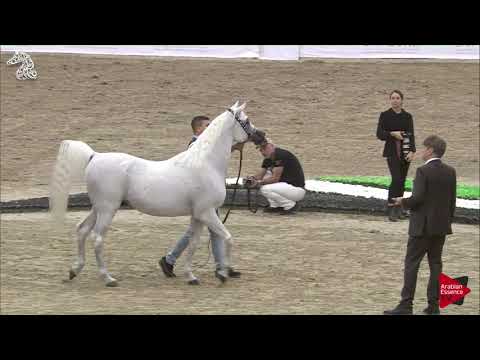 N 89 AMAAR AL RAYYAN   SHARJAH 2018 SE