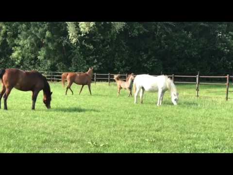 Nafiesa Majidah (Madher Al Jamal | Kenelm Mona Ghalia)