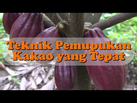 Pemupukan Tanaman Kakao yang Tepat | Cocoa Fertilizer