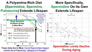 Polyamines (Including Spermidine) Extend Lifespan: What&#39;s My Data?