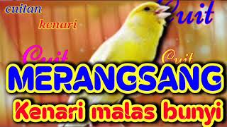 Download lagu cuitan kenari untuk merangsang kenari malas bunyi | dijamin Langsung bunyi dan gacor mp3 Download lagu cuitan kenari untuk merangsang kenari malas bunyi | dijamin Langsung bunyi dan gacor mp3