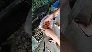 May bagong dating na isda,Ano ang dapat gawin