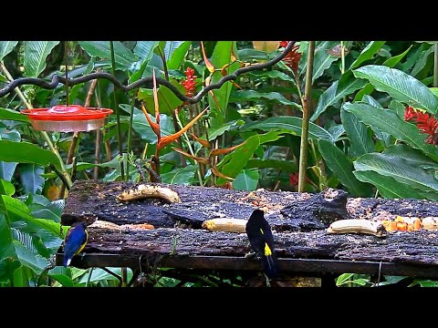 Busy And Diverse Morning On The Panama Fruit Feeder – Sept. 25, 2020