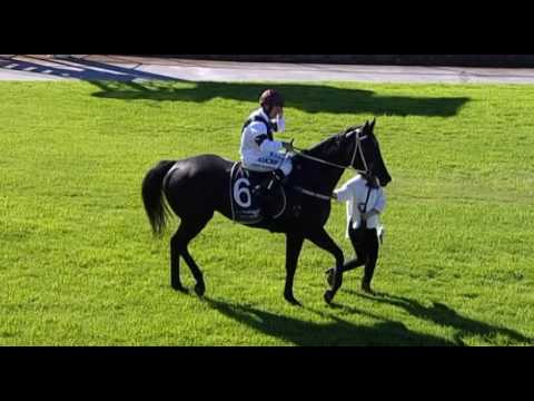 Belmont Park, 11/05/2016 - Race 3 - NOBLE SAVAGE - Dion Luciani