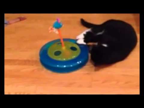 Petstages Cheese Chase Cat Toy Dougez Cheese Chase Interactive Cat