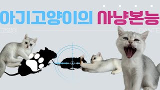 아기고양이 샤냥놀이 시켜주는 방법