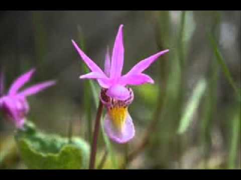 comment soigner orchidée malade