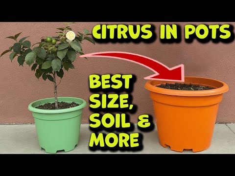How to Pot a  Lime or Citrus Tree in 2025. Step by Step!
